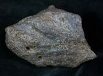 x Triceratops Head Shield Section - Montana #12907-1